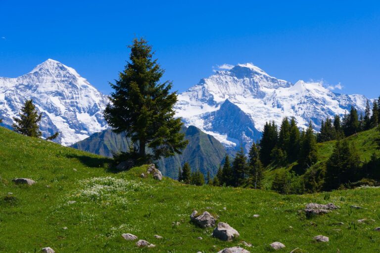 353 Eiger Trail Grindelwald (Eigergletscher) - Grindelwald (Alpiglen) – Hochgebirgsflora bei Jungfrau, Kanton Bern