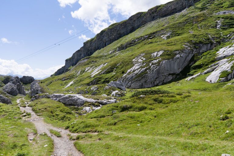 K29 SG Lüthispitz West – Hochgebirgsflora bei Säntis, Kanton St. Gallen
