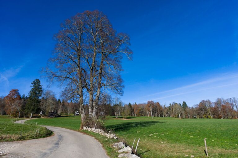 K36 SG Neckiweg: Abschnitt Oberhelfenschwil - Mogelsberg Oberhelfenschwil - Mogelsberg – Eventwanderung bei 10. Truckerchilbi Oberhelfenschwil – Oberhelfenschwil, Kanton St. Gallen